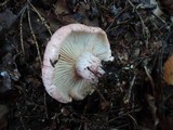 Hygrophorus russula image