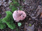 Hygrophorus russula image