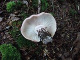 Hygrophorus russula image