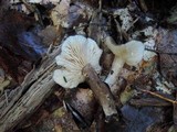 Lactarius gerardii var. fagicola image