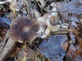 Lactarius gerardii var. fagicola image