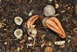 Pseudocolus fusiformis image