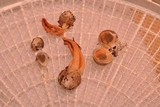 Pseudocolus fusiformis image