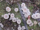 Lactarius mammosus image