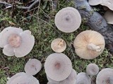 Lactarius mammosus image