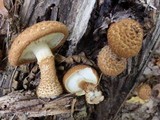 Leucopholiota decorosa image