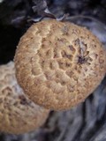 Leucopholiota decorosa image