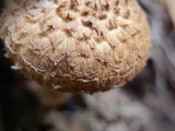 Leucopholiota decorosa image