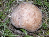 Handkea utriformis var. hungarica image