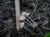 Mycena abramsii image