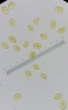 Amanita sect. Vaginatae image