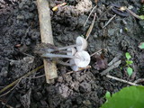 Mycena abramsii image