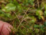 Macrotyphula juncea image
