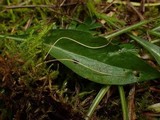 Macrotyphula juncea image