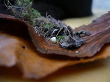 Mycena adscendens image