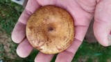Paxillus involutus image