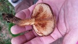 Paxillus involutus image