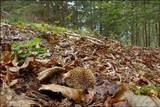Lycoperdon echinatum image
