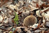 Lycoperdon echinatum image
