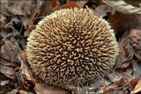 Lycoperdon echinatum image