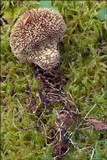 Lycoperdon echinatum image