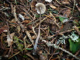 Mycena amicta image