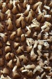 Lycoperdon echinatum image