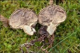 Lycoperdon echinatum image