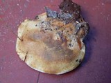 Onnia leporina image