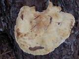 Onnia leporina image