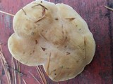 Onnia leporina image