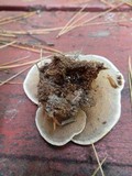 Onnia leporina image