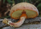 Gymnopilus aeruginosus image