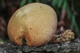 Gymnopilus aeruginosus image