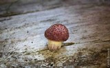 Gymnopilus aeruginosus image