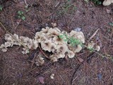 Lyophyllum fumosum image