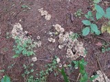 Lyophyllum decastes image