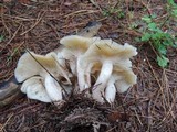 Lyophyllum decastes image