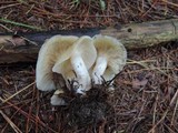 Lyophyllum decastes image