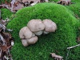 Lyophyllum shimeji image