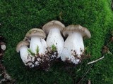 Lyophyllum shimeji image