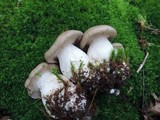 Lyophyllum shimeji image