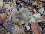 Lyophyllum semitale image