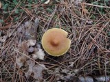 Cortinarius sect. Dermocybe image