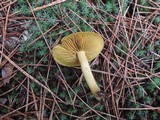 Cortinarius sect. Dermocybe image