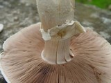 Agaricus arvensis image