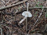 Lepiota felina image