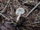 Lepiota felina image