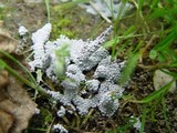 Physarum cinereum image