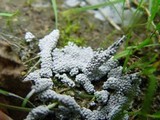 Physarum cinereum image